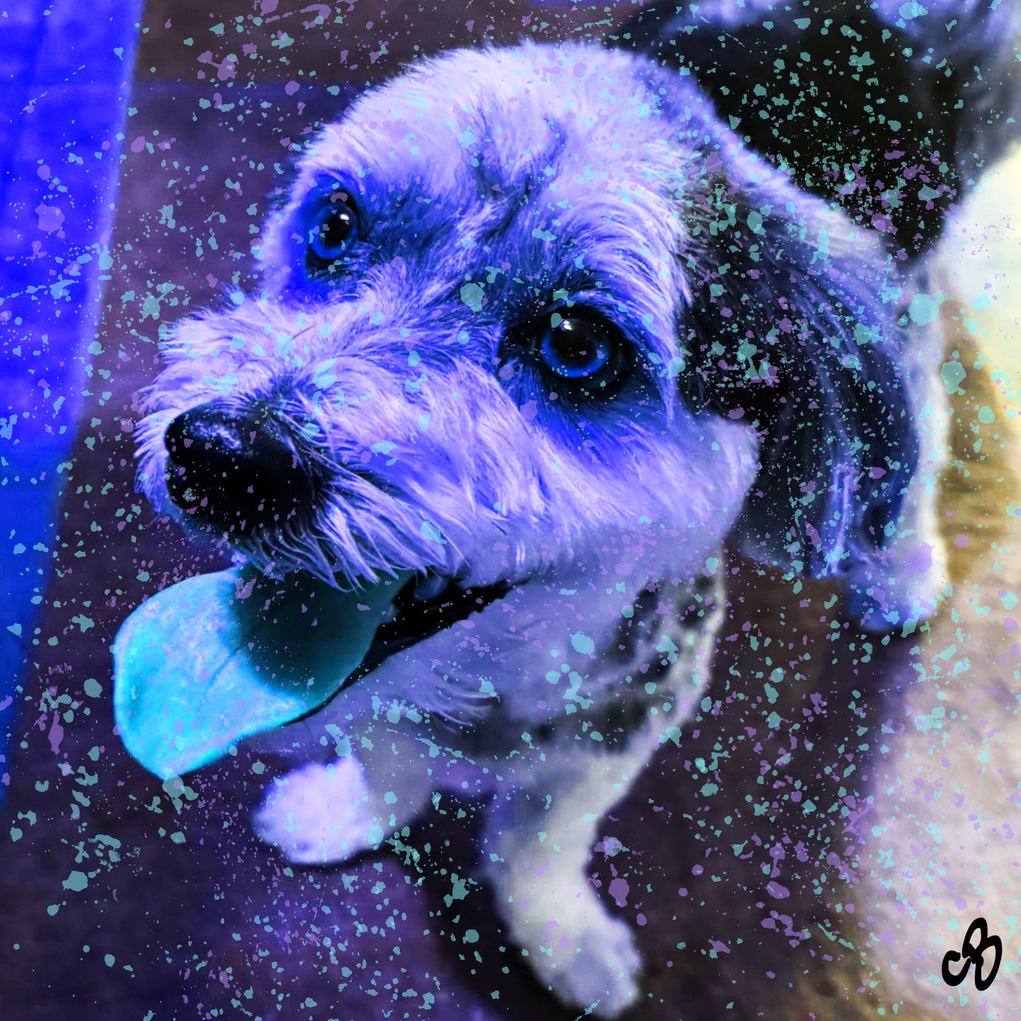 Mr. Blue Tongue